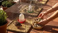 9 Ide Ternak di Teras Rumah Tetap Bersih Tidak Bau, Panduan Agar Lingkungan Aman dan Nyaman