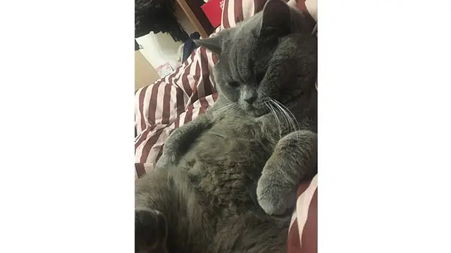 Kucing Ini Kawin dengan 5 Betina dalam Semalam, Kondisinya Kini Bikin Miris