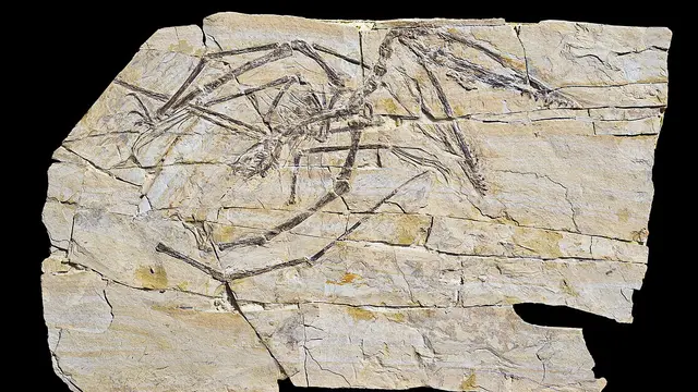 Pterosaurus