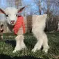 Anak kambing yang baru lahir tampak menggemaskan dengan sweter. Foto: Boredpanda.