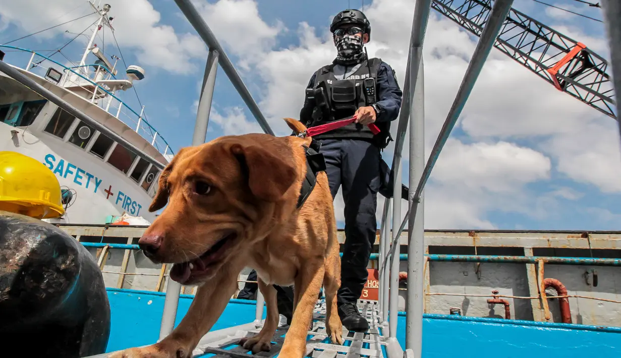 Seekor anjing pelacak bom terlihat sedang bersama personel unit K9 Penjaga Pantai Filipina (Philippine Coast Guard/PCG) dalam latihan kemampuan respons ancaman bom dan penyanderaan di sebuah dermaga di Manila, Filipina, 1 Desember 2020. (Xinhua/Rouelle Umali)