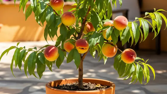Jenis Buah yang Bisa Ditanam di Pot