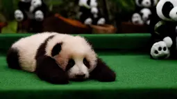 Bayi panda raksasa betina berusia 3 bulan dipamerkan pertama kalinya di Nasional Zoo, Kuala Lumpur, Malaysia, Selasa (17/11). Panda tersebut terlahir dari pasangan panda Liang Liang dan Xing Xing. (AFP PHOTO/Manan Vatsyayana)