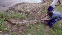 Seorang petani di Jambi mendapatkan buaya saat memancing. (Bangun Santoso/Liputan6.com)