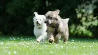 Kumpulan Nama Anjing yang Bagus dan Mudah Diingat