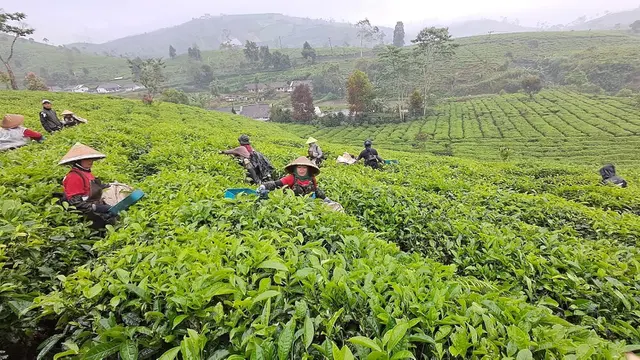 Menjaga Aroma dan Rasa, Kisah di Balik Perjalanan Panjang Secangkir Teh hingga Dinikmati Konsumen