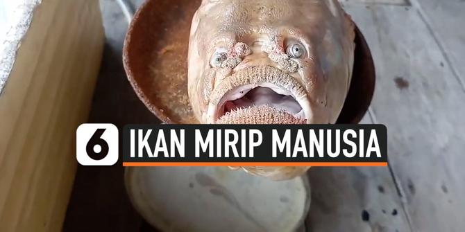 VIDEO: Uniknya Ikan dengan Mata dan Mulut Mirip Manusia