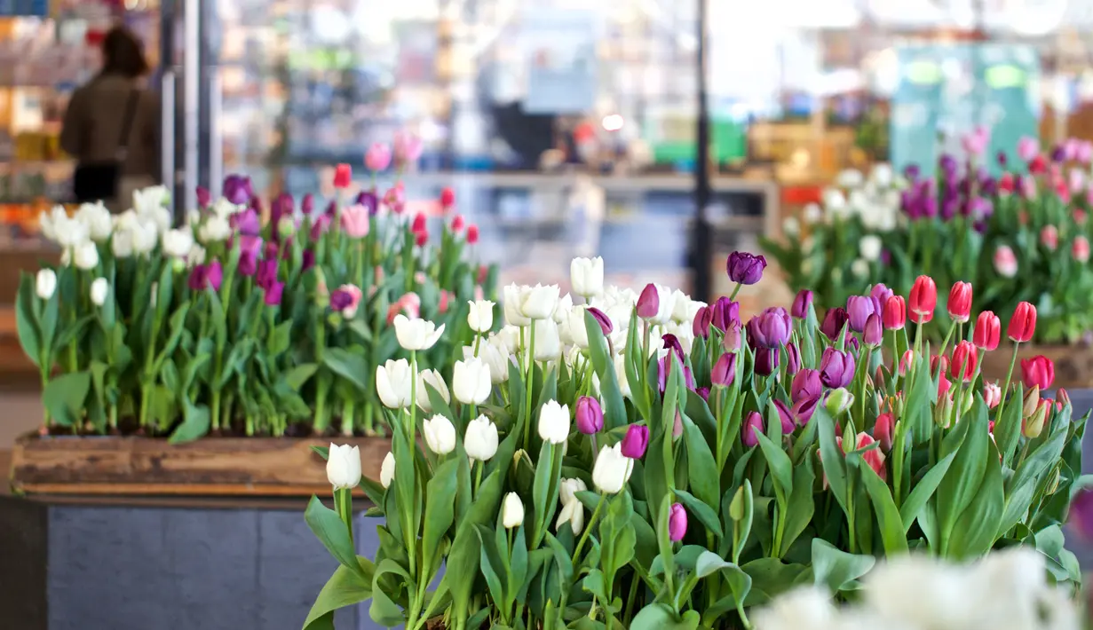 Sejumlah pot bunga tulip terlihat di stasiun sentral di Amsterdam, Belanda (8/4/2020). Festival Tulip Amsterdam 2020 menampilkan tulip di jalan-jalan sepanjang bulan April. Akibat epidemi COVID-19, beberapa lokasi pameran tulip ditutup tahun ini. (Xinhua/Sylvia Lederer)