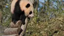 Pengunjung melihat anak panda Huanlili saat ia menjelajahi kandang eksternalnya untuk pertama kalinya di taman zoologi Beauval di Saint-Aignan, Prancis tengah (14/3/2022). Anak panda Huanlili ini lahir pada 1 Agustus 2021. (AFP/Souvant Guillaume)