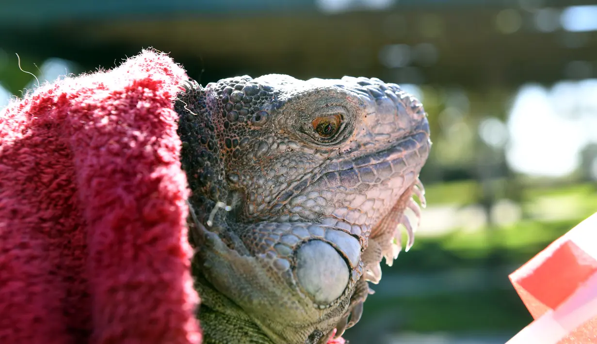 Kondisi seekor iguana yang kaku kedinginan dan dibungkus dengan selimut di Taman Nasional Everglades, Florida selatan, 6 Januari 2018. Sejumlah hewan ikut merasakan temperatur dingin ekstrem yang tengah melanda pesisir timur Amerika Serikat. (AP Photo)