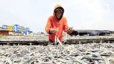 Pekerja menjemur ikan asin di Jakarta, Minggu (6/2/2022). Pengusaha ikan asin di daerah tersebut mengaku mengurangi produksinya karena permintaan pasar sedang turun dan terkendala proses pengeringan akibat curah hujan. (Liputan6.com/Angga Yuniar)
