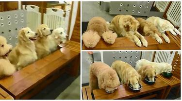 Video Lucu Anjing Anjing Yang Punya Tata Krama Saat Makan Lifestyle Fimela Com