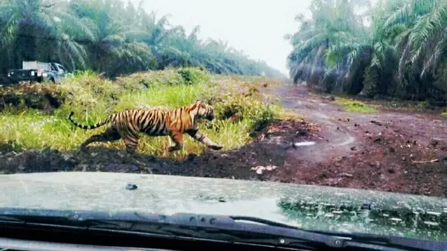 Harimau Sumatra bernama Bonit berusaha lari dari kejaran petugas gabungan yang ingin membiusnya.