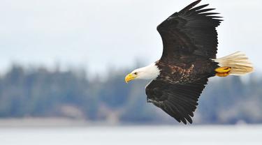 Cerita Tentang Mimpi Ayam Dan Elang Lifestyle Fimela Com