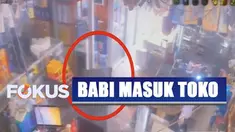 Sejumlah barang di dalam toko pun berantakan lantaran ditabrak hewan yang bingung dan ketakutan ini.