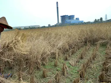 Petani memotong tanaman padi saat panen di sawah yang terletak di belakang PLTU Labuan, Pandeglang, Banten, Minggu (4/8/2019). Musim kemarau menyebabkan harga gabah di tingkat petani mengalami kenaikan dari Rp 3.600 menjdi Rp 4.300 per kilogram. (merdeka.com/Arie Basuki)