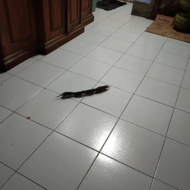 9 Potret kelakuan tikus bak Ratatouille versi dagelan
