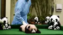 Pegawai kebun binatang membawa anak panda berusia tiga bulan di Nasional Zoo, Kuala Lumpur, Malaysia, Selasa (17/11). Panda tersebut terlahir dari pasangan panda Liang Liang dan Xing Xing. (AFP PHOTO/Manan Vatsyayana)