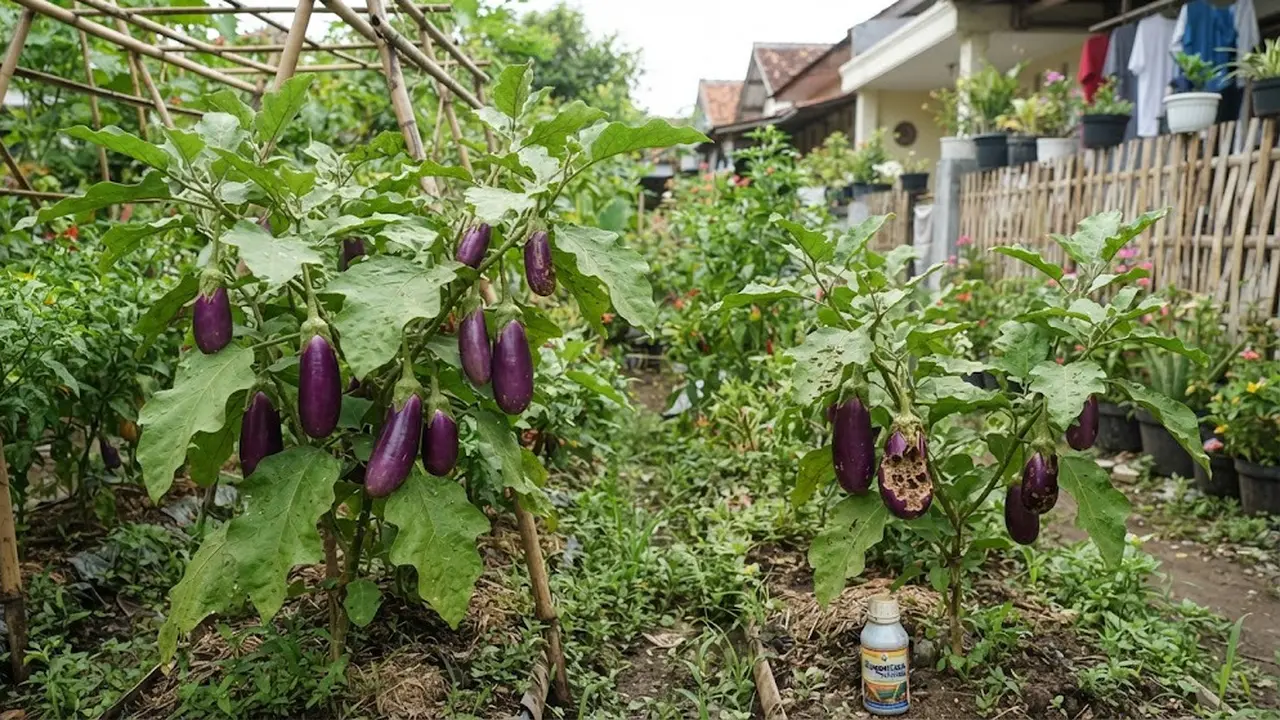 Cara Mencegah Buah Terong Berlubang Sebelum Dipanen