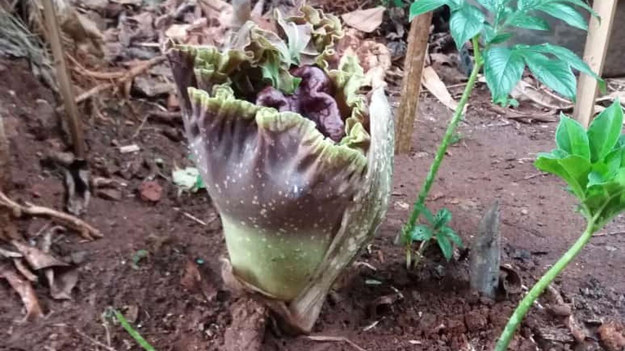 Bunga bangkai mekar di tengah Kota Jakarta. Bunga dengan tinggi sekitar 30 cm itu menyembul dari tanah di pekarangan milik Budiman yang terletak di Kampung Kalibata, Srengseng Sawah, Jagakarsa, Jakarta Selatan.