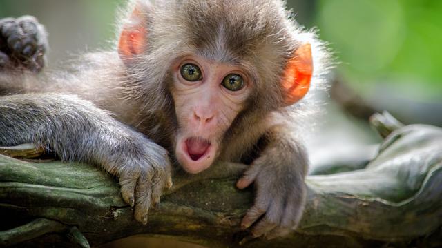 15 Arti Mimpi Yang Berkaitan Dengan Monyet Pertanda Baik Dan Buruk Ragam Bola Com