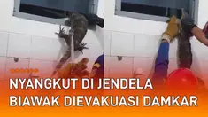 Seekor biawak nyangkut di jendela kamar mandi mengundang perhatian.