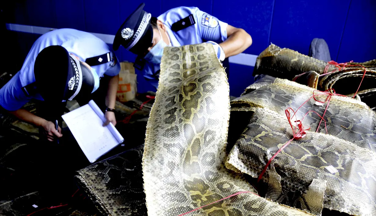 Polisi  memeriksa kulit piton yang berhasil disita di Linyi, Provinsi Shandong, China, 17 Juli 2015. Petugas menangkap dua pria yang diduga komplotan perdagangan satwa liar ilegal dan menyita lebih dari 900 kulit ular piton. (REUTERS/Stringer CHINA OUT)