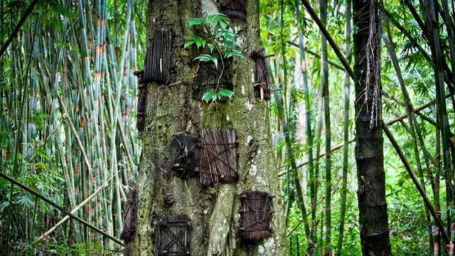 3 Ritual Penguburan Aneh Tana Toraja, Sulawesi Selatan