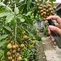 Cara Mengusir Semut dari Tanaman Buah Tanpa Merusak Daun, Metode Aman dan Ampuh