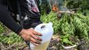 Seorang anggota Badan Narkotika Nasional (BNN) membakar tanaman ganja saat penggerebekan pada jalur hutan di Lamteuba, Provinsi Aceh, 18 Mei 2022. (CHAIDEER MAHYUDDIN/AFP)