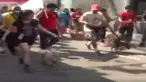 Berbagai anjing peliharaan ikut serta mulai dari jenis pudel, anjing penjag, atau Pit Bull, Golden Retriever hingga anjing pelacak K-9.