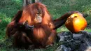 Orangutan mengamati buah labu yang diukir, beberapa hari sebelum perayaan Halloween, di kebun binatang Budapest, Hungaria, 28 Oktober 2017. (Attila Kovacs / MTI via AP)