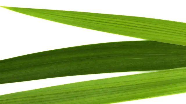 5 Cara Atasi Bau Apek pada Beras agar Tetap Nikmat Saat Dimakan - 2