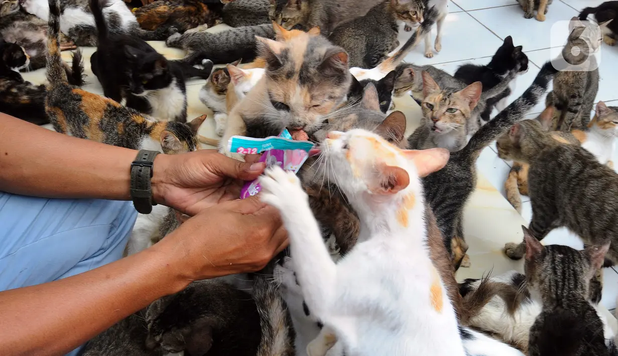 Pendiri Rumah Singgah Clow Bim Bim memberi makan kucing lokal terlantar di rumah penampungan kucing dan anjing terlantar Clow di kawasan Parung, Bogor, Jawa Barat, Kamis (22/9/2022). Saat ini, ada sekitar 1.300 kucing lokal yang terlantar di jalanan dipelihara di rumah penampungan ini. (merdeka.com/Arie Basuki)