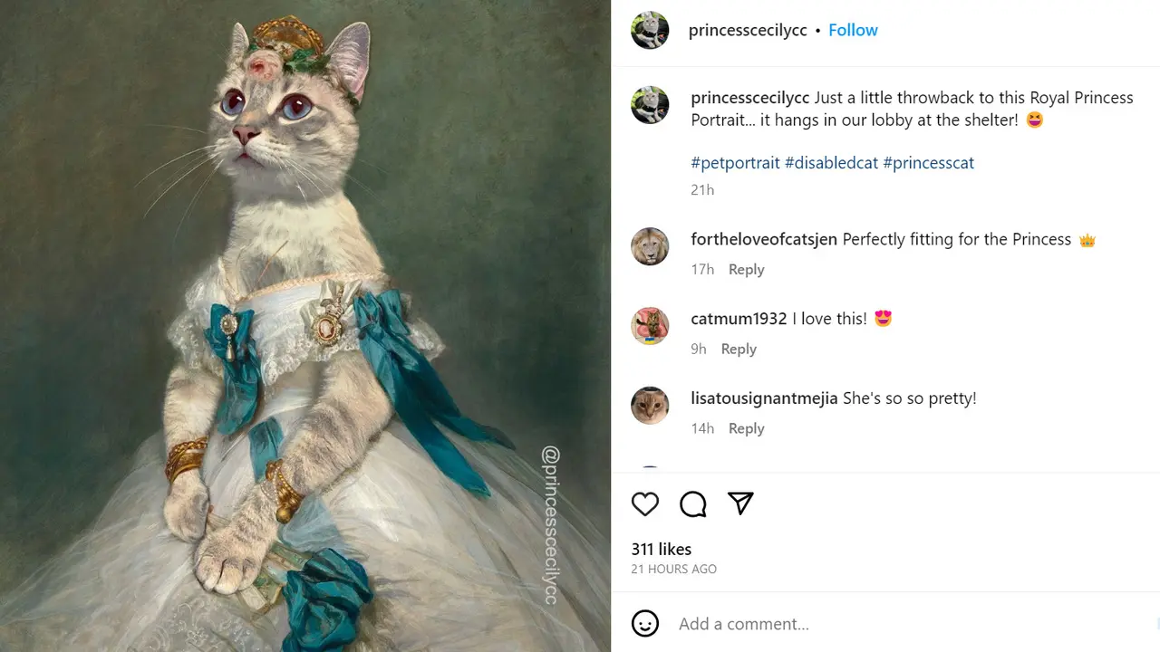 Kucing Cecily