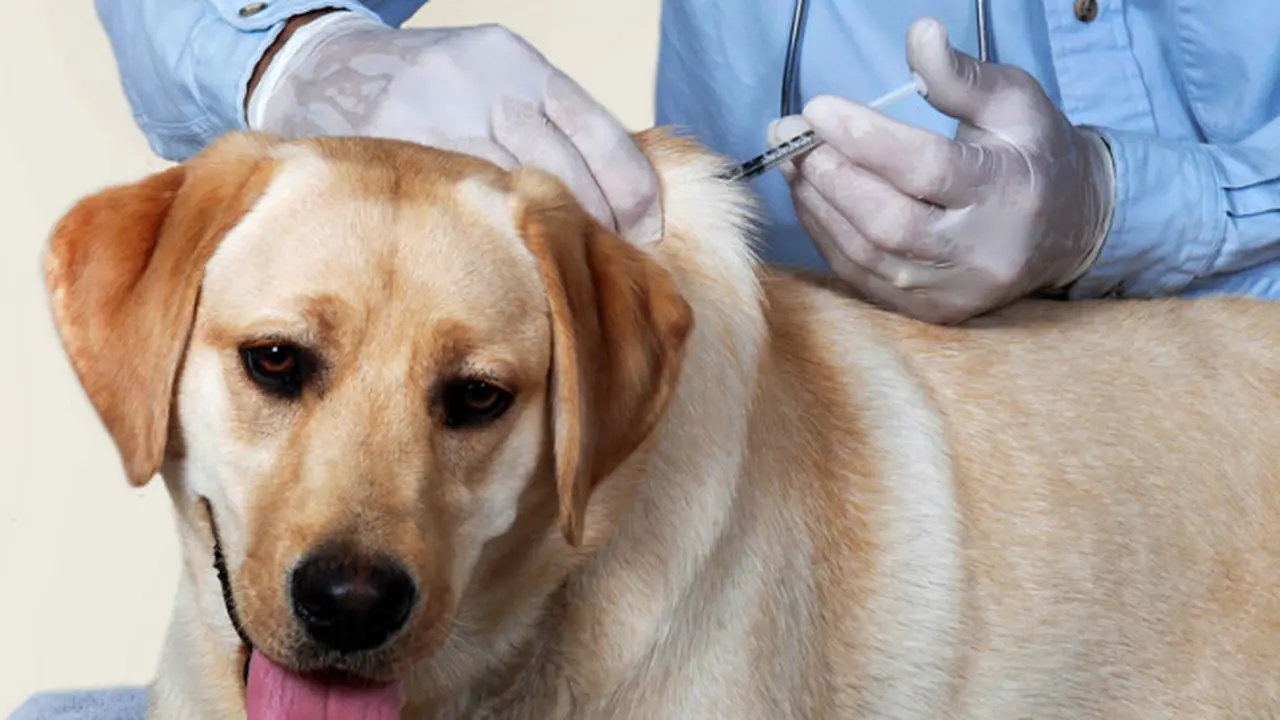 Anjing Peliharaan