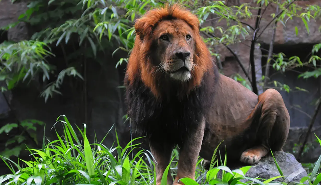 Salah satu koleksi hewan langka yang ada di Taman Safari Indonesia,  Bogor,  (25/12/14). (Liputan6.com/Herman Zakharia)