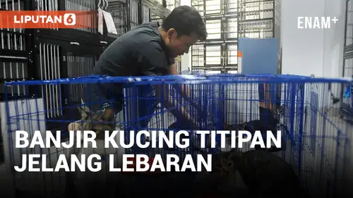 VIDEO: Jasa Penitipan Kucing Meningkat Jelang Lebaran 2024