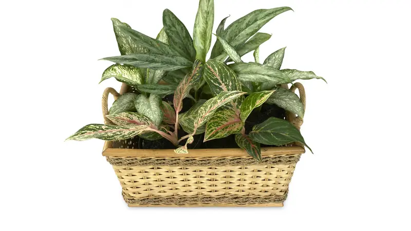 Jenis-Jenis Aglaonema