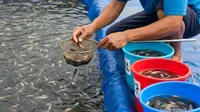 6 Ikan Kolam Terpal yang Cepat Besar dan Cepat Balik Modal, Cocok untuk Pemula