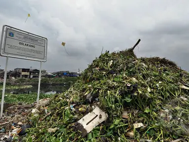 Tumpukan sampah bercampur dengan eceng gondok menggunung di Waduk Pluit, Jakarta, Jumat (13/2/2015). Sampah tersebut berasal dari warga sekitar.(Liputan6.com/Faizal Fanani)