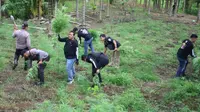 Pemusnahan Ladang Ganja Di Aceh. (Dokumentasi Polda Banten).