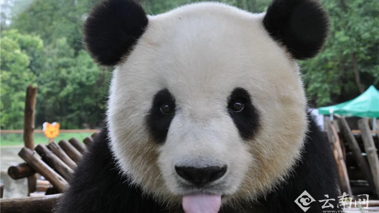 Giant panda Sijia