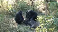 Menurut para peneliti, induk simpanse mungkin saja sedang berusaha mengerti mengapa anaknya mati. (Sumber St. Andrew's University)