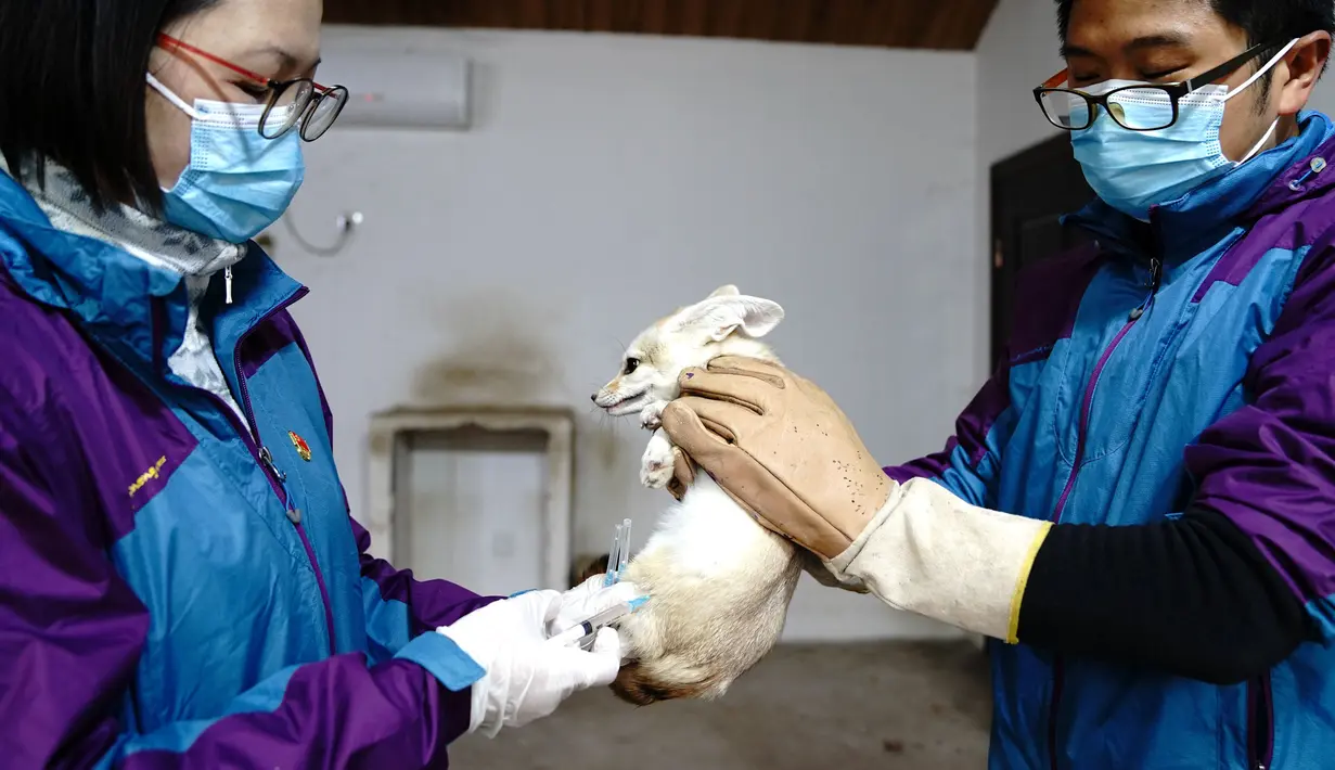 Seekor rubah Fennec menerima vaksin di Kebun Binatang Shanghai di Shanghai, China timur, pada 8 Desember 2020. Kebun Binatang Shanghai memberikan vaksinasi tahunan kepada semua hewan karnivoranya untuk memastikan kesehatan mereka. (Xinhua/Zhang Jiansong)