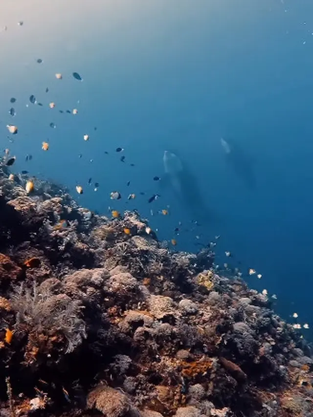 Kisah Penyelam Abadikan Momen Langka nan Menakjubkan Bertemu Paus Orca di Perairan Sulawesi Utara