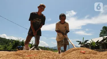 Buruh tani menjemur gabah di kawasan Tanjung Sari, Kabupaten Bogor, Jawa Barat, Senin (14/3/2022). Sejak sepekan terakhir, harga gabah kering giling di tingkat petani naik dari Rp 4.400 menjadi Rp 4.600 per kilogram. (merdeka.com/Arie Basuki)