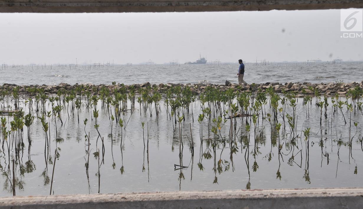 Warga berjalan di dekat hutan bakau yang tersisa di pesisir Marunda, Jakarta, Selasa (27/8/2019). Data Dinas Lingkungan Hidup mencatat dari luas total hutan bakau di Jakarta yakni 430 hektare, sebesar 30 persen atau sekitar 129 hektare masih harus dilakukan rehabilitasi. (merdeka.com/Iqbal S. Nugroh