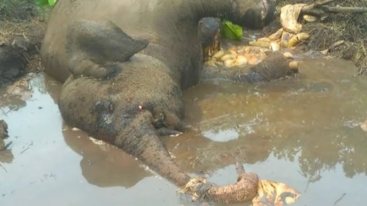 Bangkai gajah Dita ketika ditemukan petugas di kubangan tak jauh dari Jalan Bengkalis, Riau.