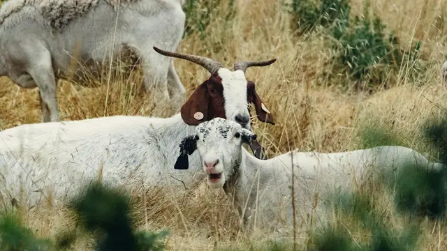 10 Perbedaan Domba dan Kambing